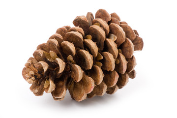 Pine Cone