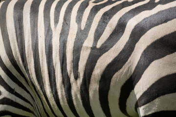 Fototapeta na wymiar black and white zebra texture 