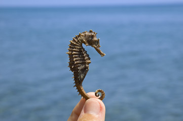 Sea Horse © BVDC