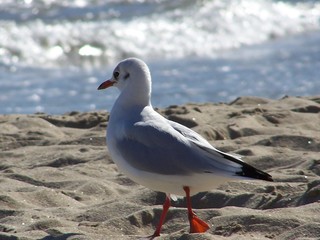 Naklejka premium oiseau de mer