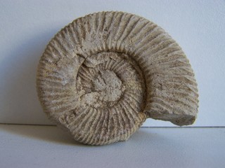 fossile marin