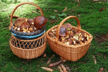 baskets of full mushroom in forest