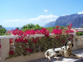 Dalmatian laid in spainish sun