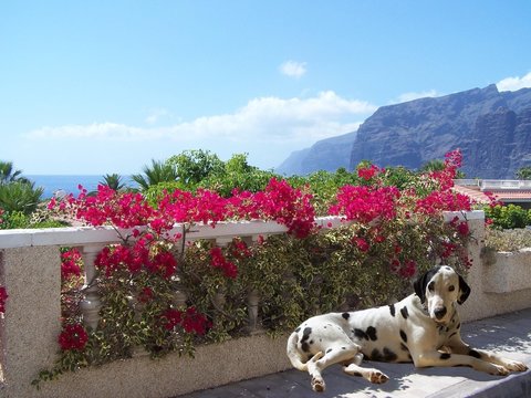 Dalmatian laid in spainish sun