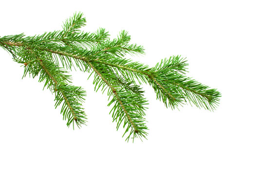 the silver Fir Tree Branch isolated on white