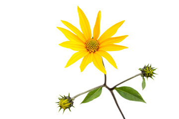 tupinambo blossom isolated on white