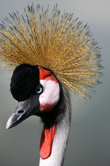 Black Crowned Crane
