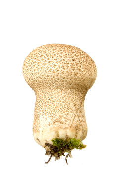 fuzz-ball isolated on white. Eatable mushroom