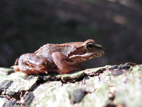 Frosch am Stechlinsee, Brandenburg