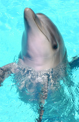 close up of dolphin