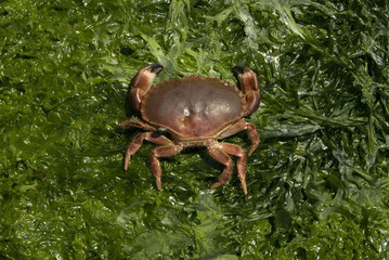 Crabe sur algues, dans la baie de Penmarch