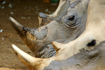 White Rhinos