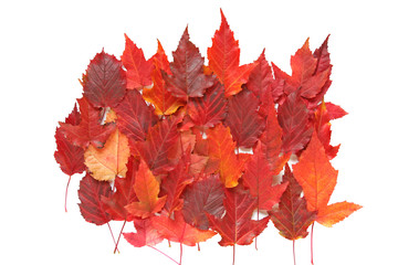 Naklejka na ściany i meble Composition of red autumn leaves on white background.