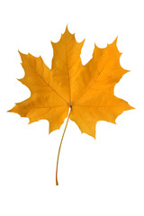 Naklejka na ściany i meble Yellow maple leaf.