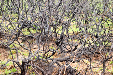 Blackened and charred branches in the New Forest