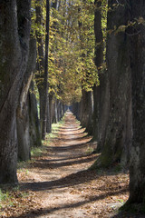 Tree lane