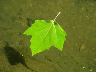 Leaf on Water