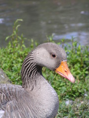 Goose Head
