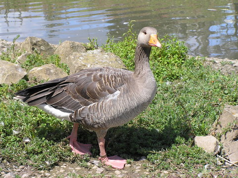 Goose Walking