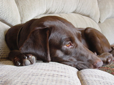 Chocolate Labrador Retriver