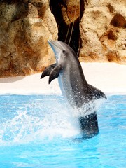 Fototapeta premium Dolphin Display