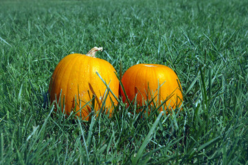 two pumpkins in a grassy field
