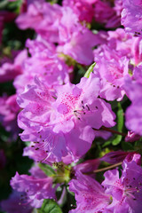Blooming of Rhododendron