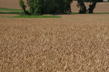 Field of Wheat ready for harvest