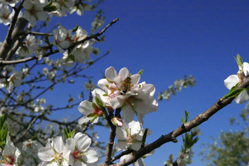 Mandelblüte