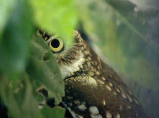 little owl