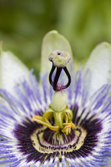 Passion flower, close up