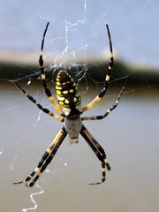 garden spider