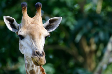 Giraffes