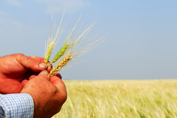 Farmer Holding Durum Wheat © Lorraine Swanson