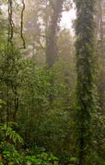 Obraz premium dorrigo world heritage rainforest on a foggy day