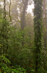 dorrigo world heritage rainforest on a foggy day