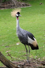 Grey Crowned Crane