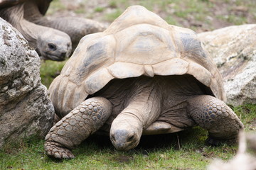 Tortoise