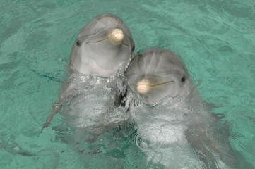 Pareja de Delfines