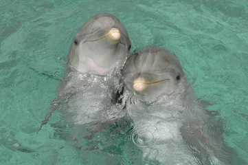 Papier Peint photo Lavable Dauphins Couple de dauphins