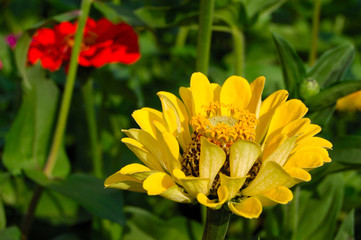 summer flower close-up serie