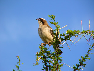 Whitebrowed sparrow weaver
