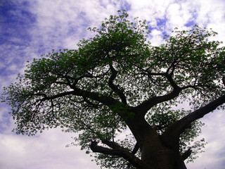 Baobab