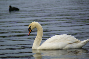 Swan