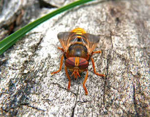 Fly Tabanus 6
