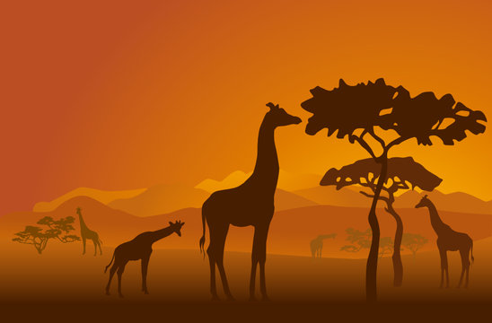 Silhouettes of giraffes in national park of Kenya