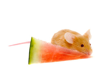Small  rat