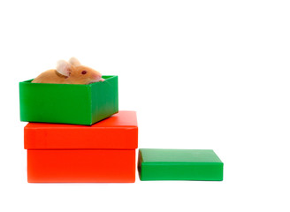 mouse n a box. Isolation on white
