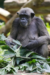 Chimpanzee