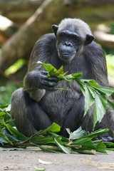 Chimpanzee